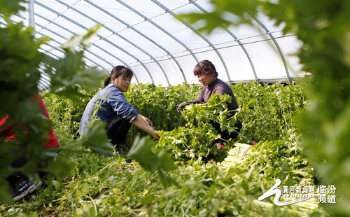 视觉临汾 襄汾路平农科公司鲜嫩蔬菜富农家