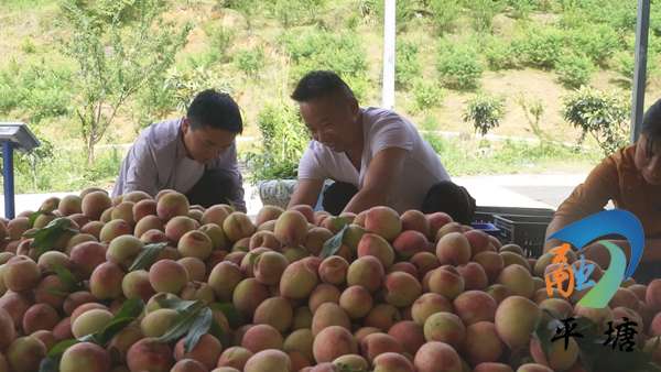 平塘 快腿小哥 的别样助农增收路