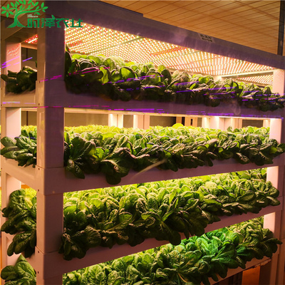 室内家庭蔬菜种植植物工厂 智能无土栽培种植架 时泽农业