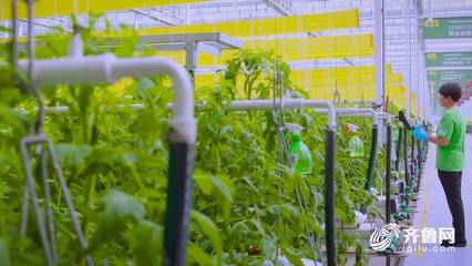 聚焦三夏生产|德州:知名农技专家专题授课 优化蔬菜功能保护区种植结构