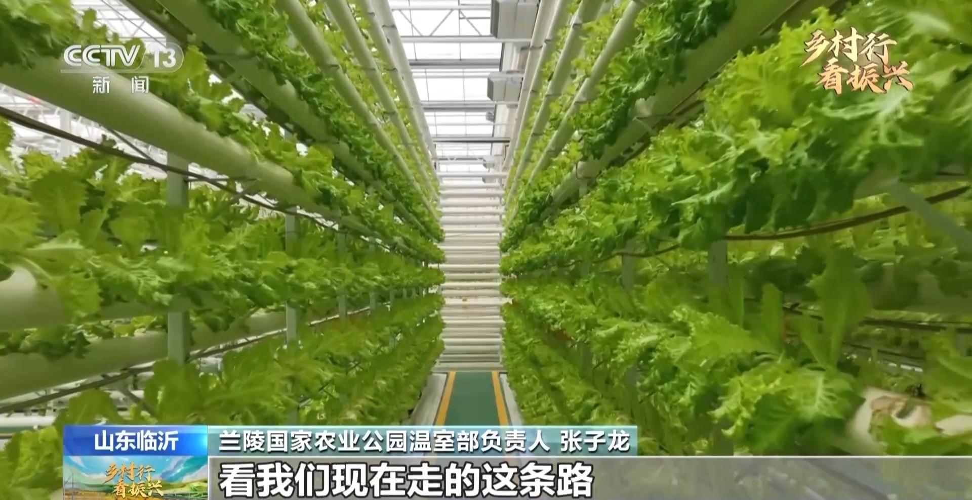 蔬菜大棚如何变身“超级工厂”?记者带你逛蔬菜村