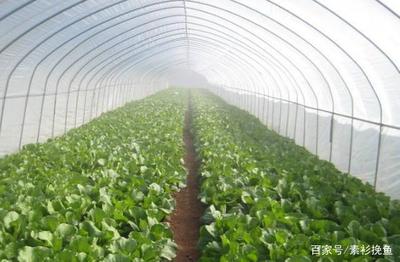 农村:露天蔬菜种植太累,农民要快速致富,不妨试试大棚蔬菜种植