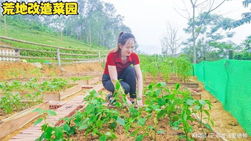 姑娘将荒地改造成干净别致的菜园,种上各种蔬菜,村里人都羡慕