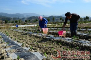 榕江 抢抓晴好天气 栽种早熟蔬菜