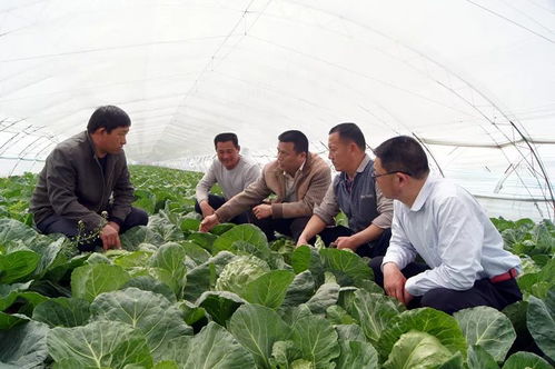 郭雷 蔬菜种植牛羊养殖,五年帮扶提速增效