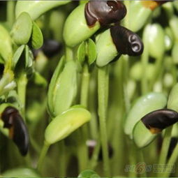 爱心农场芽苗菜产品 绿豆芽芽苗菜