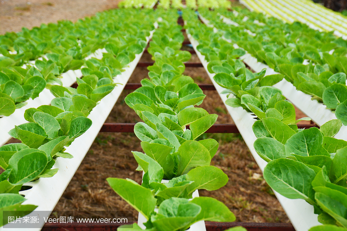 采用水培种植系统的农村农场有机蔬菜