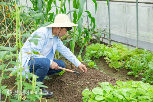 蔬菜种植大棚里农夫耕地