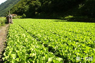 吉安农民 念活 蔬菜致富经